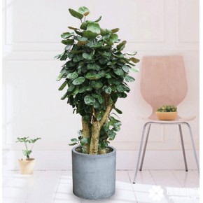 北京海淀区绿植租赁公司