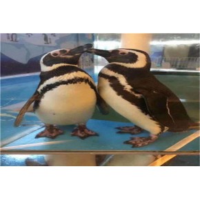 出租展览海洋生物鱼缸展招揽人气