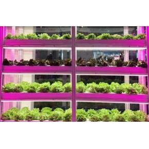 无土栽培的植物 无土栽培 青泓农业