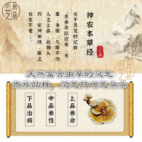 易穗驰绿色产业  会议招待白灵芝 白灵芝
