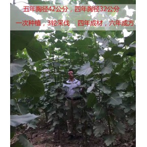 新品种速生杨树苗电话   吉德农林批发优惠