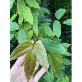 贵州广西热带地区的藤本植物可以杯苗油麻藤双色杯一杯一根竹竿每杯2-3棵苗