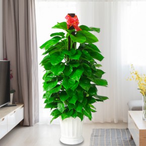植物租赁朝阳植物租赁