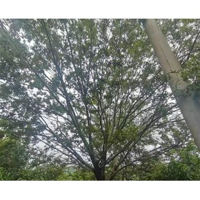 叢生樸樹基地 蕪湖叢生樸樹 遠(yuǎn)景|源頭種植基地