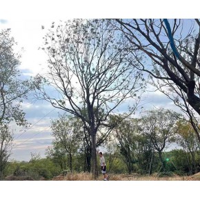 黃連木苗 遠(yuǎn)景苗木 阜陽(yáng)黃連木