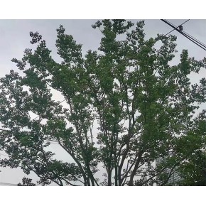 烏桕樹苗 遠(yuǎn)景苗木|品種純正 淮北烏桕