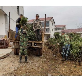 绿化苗木工程 景致春鹃毛球批发基地 江西苗木