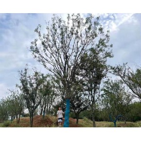 黃連木苗 銅陵黃連木 遠(yuǎn)景苗木|品種純正 