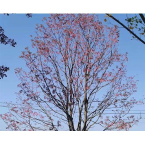池州烏桕 遠(yuǎn)景苗木|多年經(jīng)驗(yàn) 紅烏桕