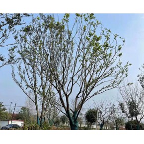 丛生朴树批发 远景苗木|种类齐全 淮南丛生朴树