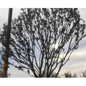樸樹苗木 遠(yuǎn)景苗木 滁州樸樹