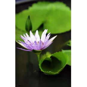 睡莲苗种植基地