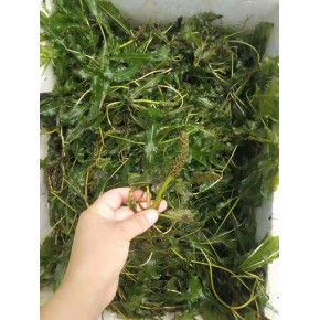 马来眼子菜种植 销售