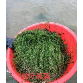 轮叶黑藻种植基地