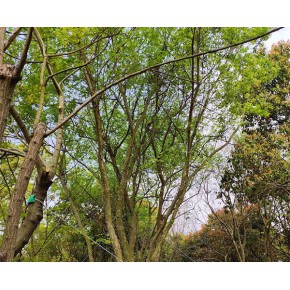 小葉榔榆樹 河南榔榆 遠(yuǎn)景|源頭種植基地 