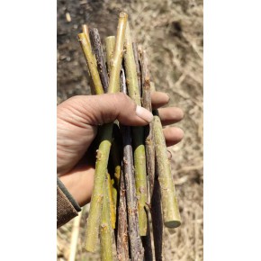 辽宁奉天柳蚕大量蒿柳苗营养钵苗蒿柳种条蒿柳养柞蚕蒿柳新品种
