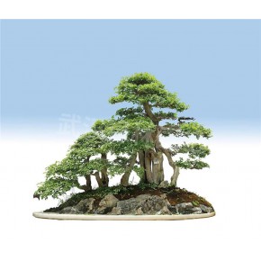 古樁盆景 綠林