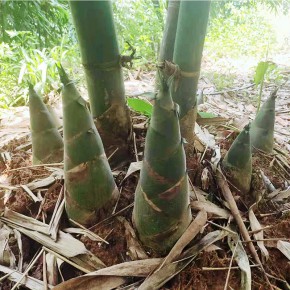 竹笋农药残留检测 重金属测试