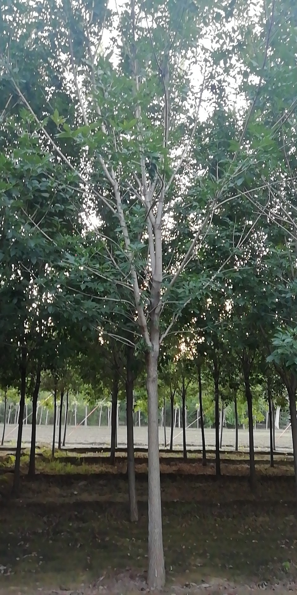 3273051106.jpg