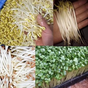豆芽重金属检测 微生物测试