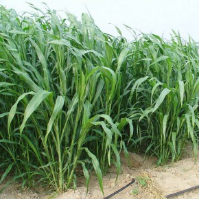 广西高丹草种子多年生牧草草籽草种批发