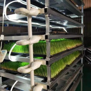 水培牧草的营养价值及功效 水培牧草 青泓农业