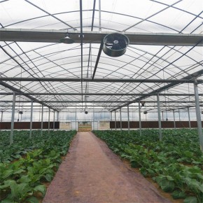 香菇大棚 永睿鸿温室工程公司 香菇大棚安装