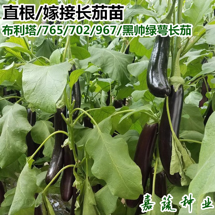 供应布利塔 765嫁接长茄苗 绿皮灯泡长茄苗 绿萼绿把茄子苗 黑帅 大龙 967号 紫把茄子苗示例图5