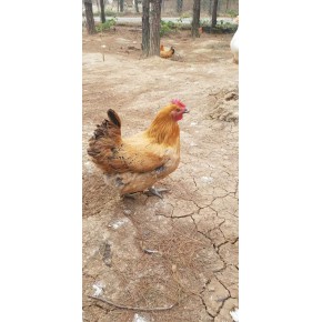 温江改良青脚麻鸡供应  1斤重鸡苗