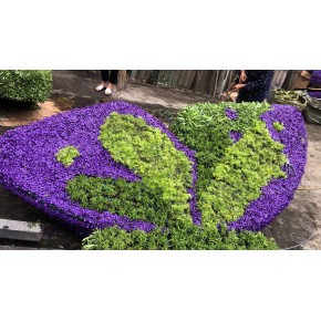 成都真植物五色草佛甲草红景天扦插绿雕造型形状齐全