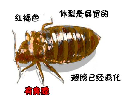 惠州仓库杀虫公司