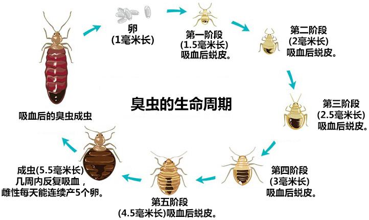 深圳仓库白蚁防治什么价格