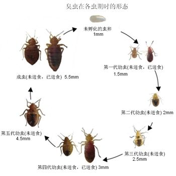 广州专业灭蟑螂价格