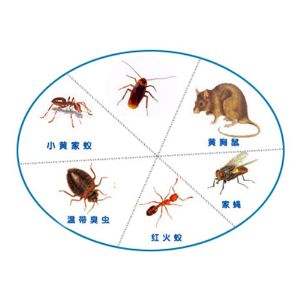 深圳上门杀蟑螂收费