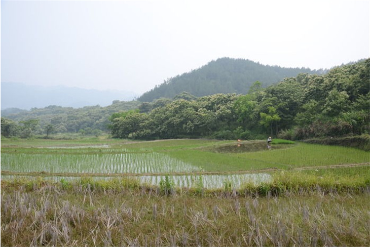 澄海盐碱地土壤检测 佛山检测联系哪家单位