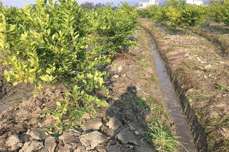 高要农业土壤检测项目 揭阳检测联系哪家单位