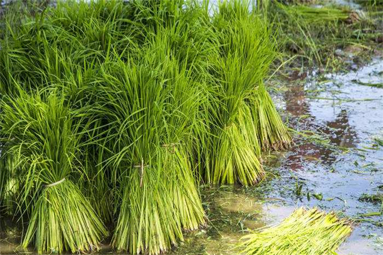 禅城土壤检测收费 汕尾种植土检测