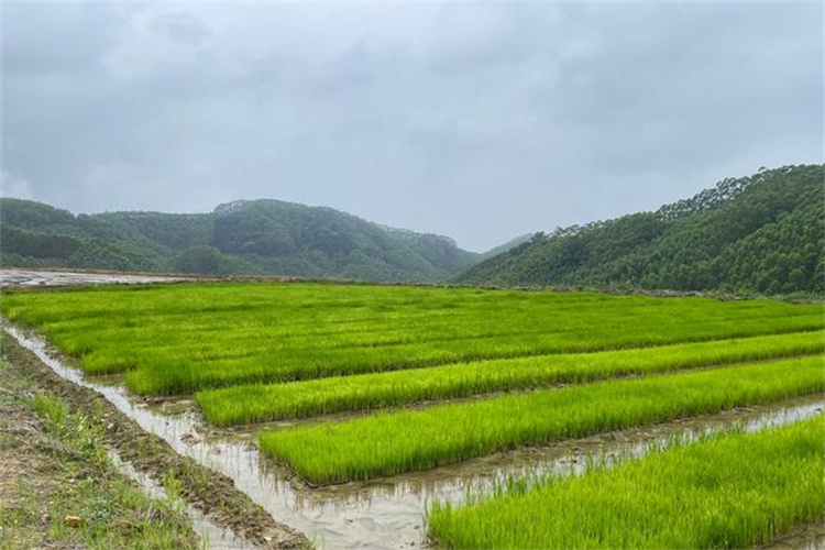 海珠绿化土壤检测标准 揭阳种植土检测