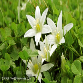 221002-11-5 对照品一万余种 支持订制 提取纯化 检测 对照药材 支持科研