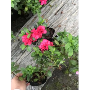 西洋鹃湖南批发基地百万亩大棚种植的13杯