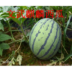 怀化麒麟西瓜基地种植技术