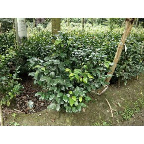 规格齐全的茶花苗木基地 出售茶花绿篱以及各种苗