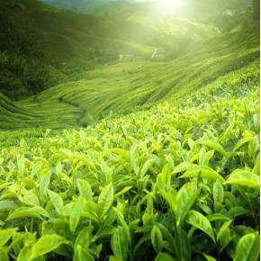茶叶产地 云南乐源大米销售公司 曲靖茶叶