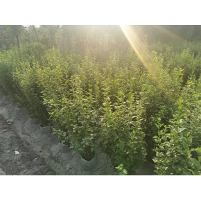 木槿大袋基地 工程上苗 公园 景区小苗供应