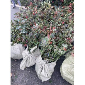 枝繁叶茂的藤本月季工程苗基地粉红色小花