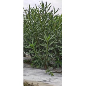 夹竹桃苗圃大量批发各种规格都有 夹竹桃批发基地