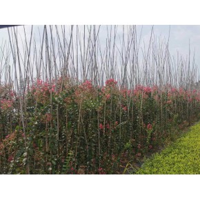 高1.5米紫薇条子 成品苗出售 以及木质化的苗