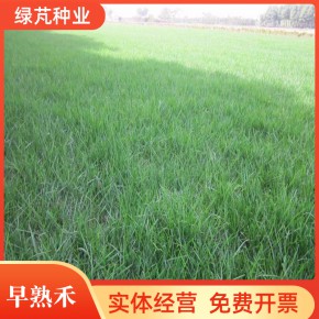 早熟禾草坪种子四季常青耐寒庭院球场草护坡绿化 绿芃种业