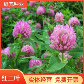 红三叶车轴草 三叶草种子矮生耐阴园林景观绿化草种籽