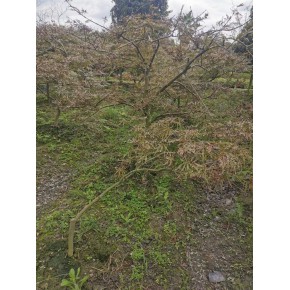 重庆原生羽毛枫造型苗 水景绿化树苗